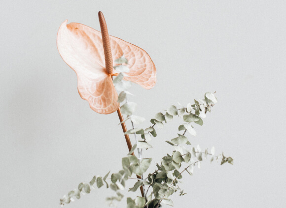 Home Plants